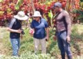 Caribbean initiative advances sweet potato production and genetic conservation