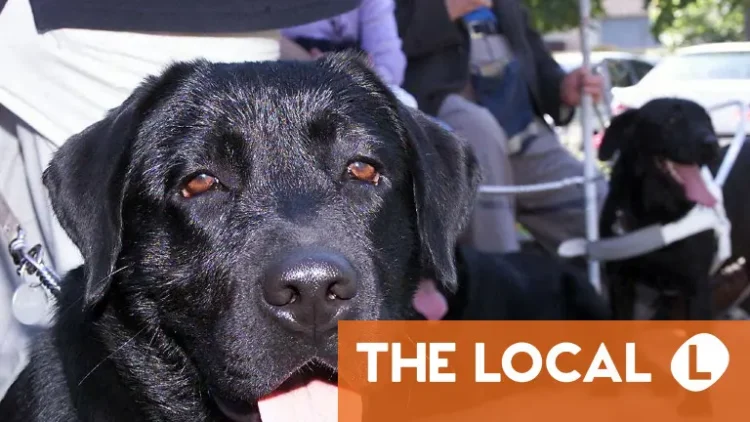 The EU tightens rules for Brits traveling to Europe with pets