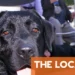 The EU tightens rules for Brits traveling to Europe with pets