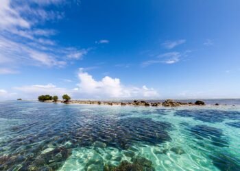FFA and Iceland Ocean Cluster collaborate on tuna side-stream innovation in the Pacific