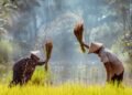 EL MUNDO travels to the Mekong Delta, the breadbasket of Asia shaken by a distant war that paralyzes its harvest: "There are many countries that depend on our rice to eat"
