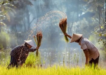 EL MUNDO travels to the Mekong Delta, the breadbasket of Asia shaken by a distant war that paralyzes its harvest: "There are many countries that depend on our rice to eat"