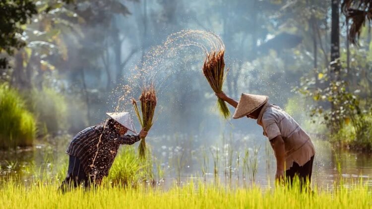 EL MUNDO travels to the Mekong Delta, the breadbasket of Asia shaken by a distant war that paralyzes its harvest: "There are many countries that depend on our rice to eat"