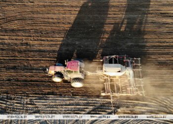 Belarus sows sugar beet on 95% of designated areas