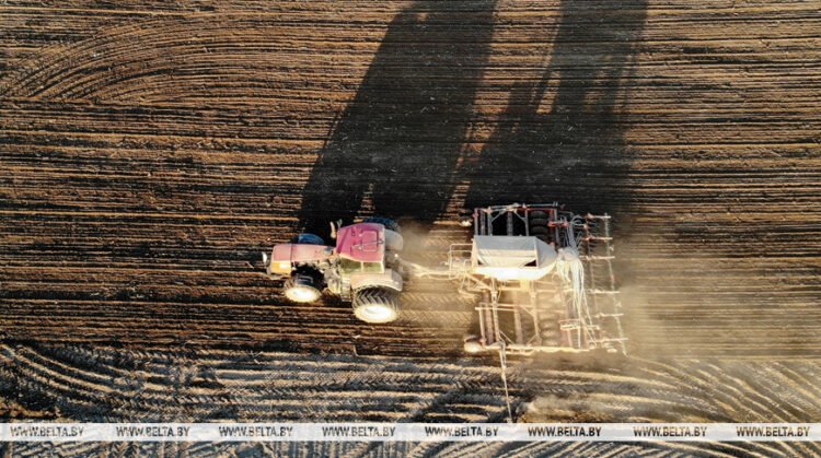 Belarus sows sugar beet on 95% of designated areas