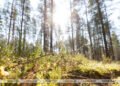 Key tasks of Polesie reserve outlined