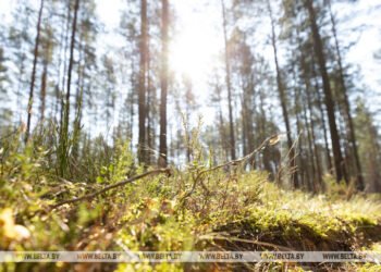 Key tasks of Polesie reserve outlined