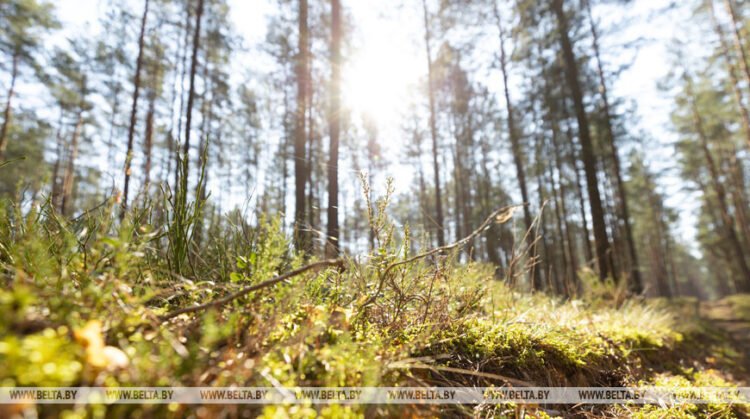 Key tasks of Polesie reserve outlined