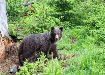 Up to five bears were spotted there, the municipality issued a warning – SME