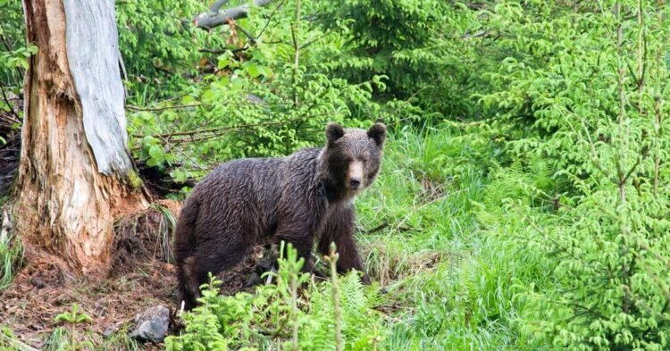 Up to five bears were spotted there, the municipality issued a warning – SME