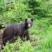 Up to five bears were spotted there, the municipality issued a warning – SME