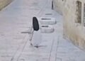 •
          Video
        
        1:34
      
    
    
      
        
        
        Israel Police via X