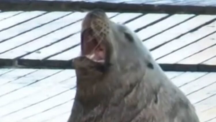 •
          Video
        
        0:40
      
    
    
      
        
        
        KGO