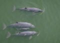 Sixth calf sighting boosts conservation hopes