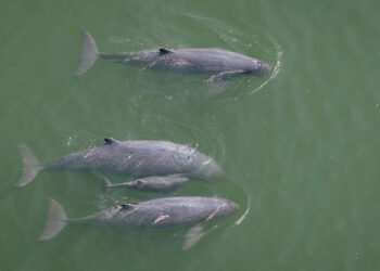 Sixth calf sighting boosts conservation hopes