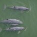 Sixth calf sighting boosts conservation hopes