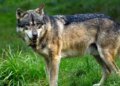 Telex: Seven times as many wolves live in the Chernobyl exclusion zone as before the nuclear disaster