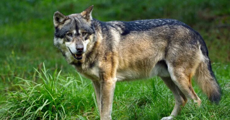 Telex: Seven times as many wolves live in the Chernobyl exclusion zone as before the nuclear disaster