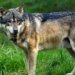 Telex: Seven times as many wolves live in the Chernobyl exclusion zone as before the nuclear disaster