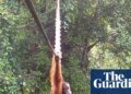 ‘Cries of delight’ as Sumatran orangutan filmed using canopy bridge to cross road for first time | Endangered species