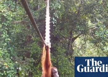 ‘Cries of delight’ as Sumatran orangutan filmed using canopy bridge to cross road for first time | Endangered species