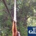 ‘Cries of delight’ as Sumatran orangutan filmed using canopy bridge to cross road for first time | Endangered species