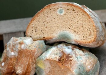 Telex: Can I eat moldy bread if I cut out the mold stain?