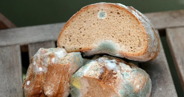 Telex: Can I eat moldy bread if I cut out the mold stain?
