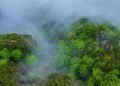 Misty spring reveals the quiet beauty of Kuliang