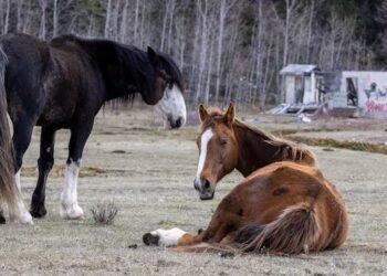 Alberta government says wild horse population has reached ‘unacceptable’ levels, advocates disagree