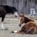 Alberta government says wild horse population has reached ‘unacceptable’ levels, advocates disagree