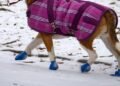 Dog walker bitten on the job can’t sue because she ‘owned’ the pet at the time, Ontario’s highest court rules
