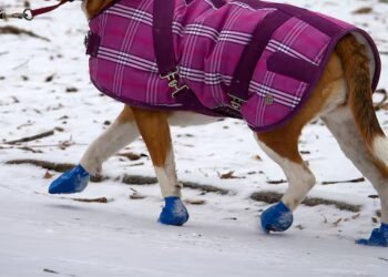 Dog walker bitten on the job can’t sue because she ‘owned’ the pet at the time, Ontario’s highest court rules