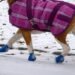 Dog walker bitten on the job can’t sue because she ‘owned’ the pet at the time, Ontario’s highest court rules