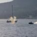 Grey whale struck by Sea-Doo in Vancouver appears uninjured, ‘acting normal,’ says researcher