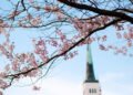 Japanese Embassy releases Tallinn Sakura cherry blossom map | News