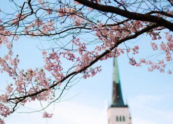 Japanese Embassy releases Tallinn Sakura cherry blossom map | News