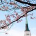 Japanese Embassy releases Tallinn Sakura cherry blossom map | News