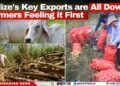 Belize’s Key Exports are All Down; Farmers Feeling it First