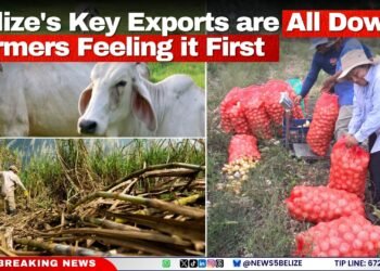 Belize’s Key Exports are All Down; Farmers Feeling it First