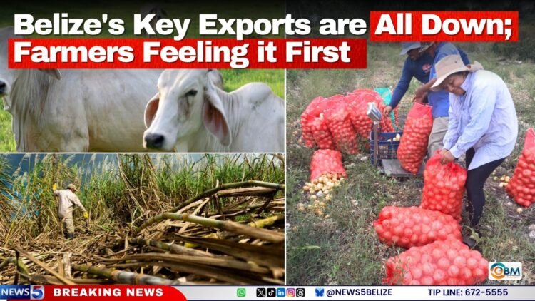 Belize’s Key Exports are All Down; Farmers Feeling it First