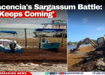 Placencia’s Sargassum Battle: ‘It Keeps Coming’