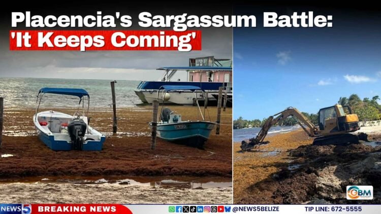 Placencia’s Sargassum Battle: ‘It Keeps Coming’