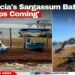 Placencia’s Sargassum Battle: ‘It Keeps Coming’
