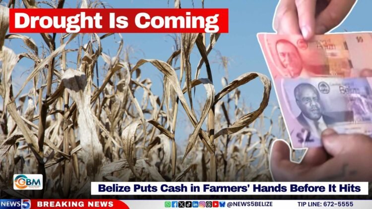 Drought Is Coming; Belize Puts Cash in Farmers’ Hands Before It Hits