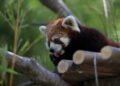 Surabaya Zoo to receive red pandas, giraffes and tortoises from Japan – Archipelago