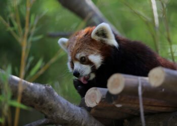Surabaya Zoo to receive red pandas, giraffes and tortoises from Japan – Archipelago