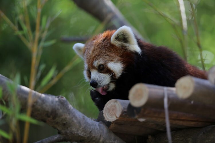 Surabaya Zoo to receive red pandas, giraffes and tortoises from Japan – Archipelago