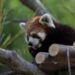 Surabaya Zoo to receive red pandas, giraffes and tortoises from Japan – Archipelago