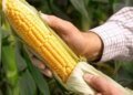 5 strange hygiene habits throughout history… Corn husks preceded toilet paper
